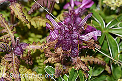 Pedicularis verticillata (09.2021, F195354)