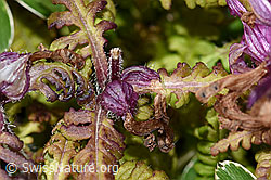 Pedicularis verticillata (F195356)