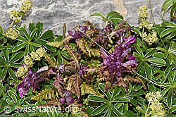 Pedicularis verticillata (F195357)