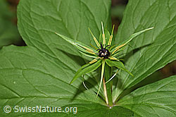 Photo: Paris quadrifolia