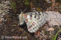 Apollofalter (Parnassius apollo) (F209991)