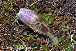 Frühlings-Anemonen (Pulsatilla vernalis) (F210025)