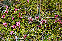 Foto: Alpenazalee (Loiseleuria procumbens)