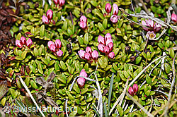 Foto: Alpenazalee (Loiseleuria procumbens)