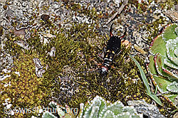Zweipunkt-Ohrwurm (Anechura bipunctata) (F210128) Zweipunkt-Ohrwurm (Anechura bipunctata) (F210128)
