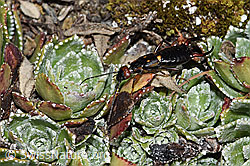 Zweipunkt-Ohrwurm (Anechura bipunctata) (F210129) Zweipunkt-Ohrwurm (Anechura bipunctata) (F210129)