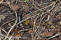 Zweipunkt-Ohrwurm (Anechura bipunctata) (F210159) Zweipunkt-Ohrwurm (Anechura bipunctata) (F210159)