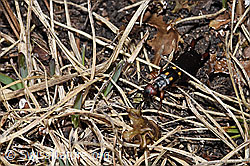 Zweipunkt-Ohrwurm (Anechura bipunctata) (F210160) Zweipunkt-Ohrwurm (Anechura bipunctata) (F210160)