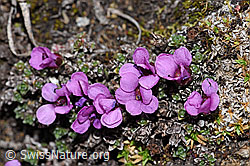 Gegenblättriger Steinbrech (Saxifraga oppositifolia) (F210164)