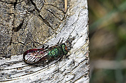 Chrysura hirsuta (Goldwespe) (F210177)