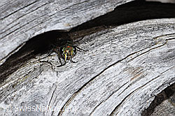 Chrysura hirsuta (Goldwespe) (F210182)