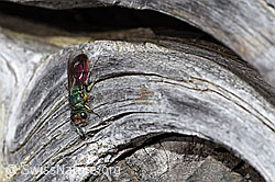 Chrysura hirsuta (Goldwespe) (F210187)