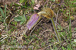 Frühlings-Anemonen (Pulsatilla vernalis) (F210205) Frühlings-Anemonen (Pulsatilla vernalis) (F210205)