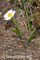 Ranunculus kuepferi (F210207)