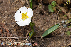 Pyrenäen-Hahnenfuss (Ranunculus kuepferi) (21.05.2022, F210208)