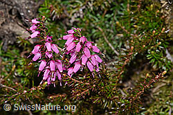 Erika (Erica carnea) (21.05.2022, F210211)