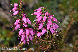 Erika (Erica carnea) (21.05.2022, F210213)