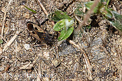 Rhyparochromus pini (Wanze) (F210218) Rhyparochromus pini (Wanze) (F210218)