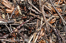 Starkbeborstete Gebirgswaldameisen (Formica lugubris) (21.05.2022, F210239)