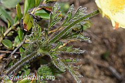 Schwefel-Anemone (Pulsatilla alpina ssp. apiifolia) (F210249) Schwefel-Anemone (Pulsatilla alpina ssp. apiifolia) (F210249)