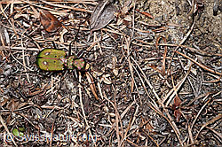 Feld-Sandlaufkäfer (Cicindela campestris) (21.05.2022, F210252)