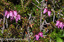 Erika (Erica carnea) (F210257)
