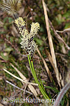 Frühlings-Segge (Carex caryophyllea) (F210259)