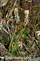 Frühlings-Segge (Carex caryophyllea) (21.05.2022, F210260)