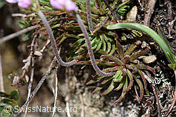 Photo: Androsace puberula
