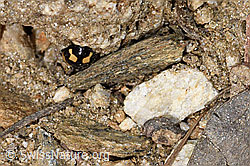Schwarzgefleckter Marienkäfer (Propylea quatuordecimpunctata) (21.05.2022, F210292)