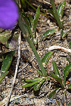 Langsporniges Stiefmütterchen (Viola calcarata) (F210294) Langsporniges Stiefmütterchen (Viola calcarata) (F210294)