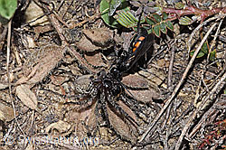 Frühlings-Wegwespe (Anoplius viaticus) mit Bärtiger Scheintarantel (Alopecosa accentuata)