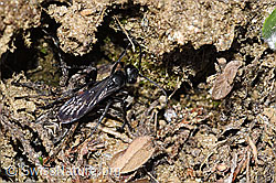 Frühlings-Wegwespe (Anoplius viaticus) mit Bärtiger Scheintarantel (Alopecosa accentuata) (F210315)