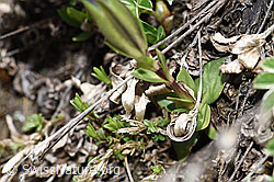 Gentiana verna (F210350)
