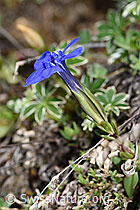 Gentiana verna (F210352)
