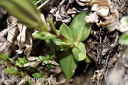 Gentiana verna (F210354)