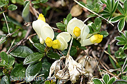 Buchsblättrige Kreuzblume (Polygala Chamaebuxus) (21.05.2022, F210357)
