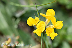 Schopfiger Hufeisenklee (Hippocrepis comosa) (F210360) Schopfiger Hufeisenklee (Hippocrepis comosa) (F210360)