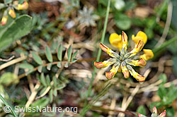 Schopfiger Hufeisenklee (Hippocrepis comosa) (F210364) Schopfiger Hufeisenklee (Hippocrepis comosa) (F210364)