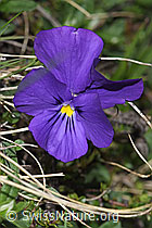 Langsporniges Stiefmütterchen (Viola calcarata) (21.05.2022, F210370)