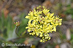Biscutella laevigata (F210381)