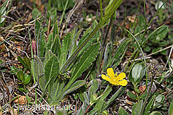 Biscutella laevigata (F210383)