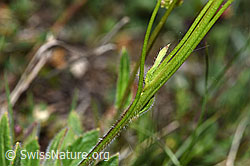 F210384: Gemeines Brillenschötchen (Biscutella laevigata)