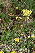 Biscutella laevigata (F210386)