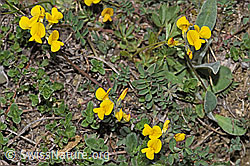 Schopfiger Hufeisenklee (Hippocrepis comosa) (F210392) Schopfiger Hufeisenklee (Hippocrepis comosa) (F210392)