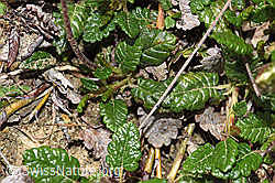 Dryas octopetala (F210410)