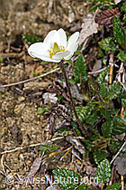Silberwurz (Dryas octopetala) (21.05.2022, F210411)