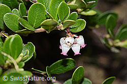 Immergrüne Bärentraube (Arctostaphylos uva-ursi) (21.05.2022, F210413)