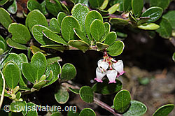 Arctostaphylos uva-ursi (F210416)