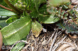 Bewimperte Gänsekresse (Arabis ciliata) (F210433)